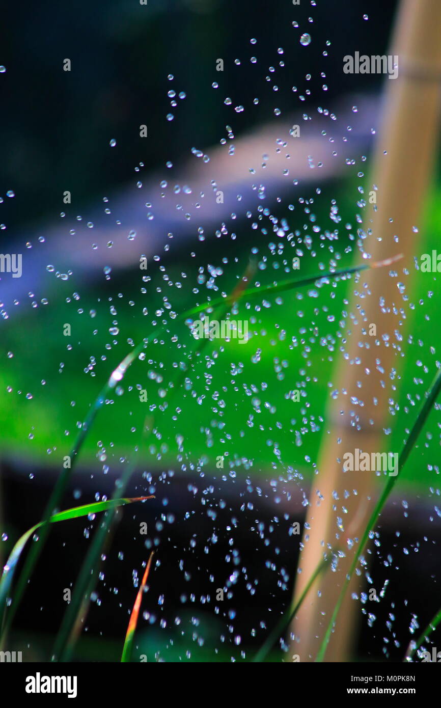 Wassertropfen , Wasser Spritzer mit grünen Gras, Bambus Hintergrund Stock Photo