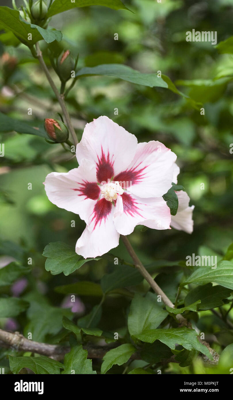 Hibiscus syriacus flower. Stock Photo