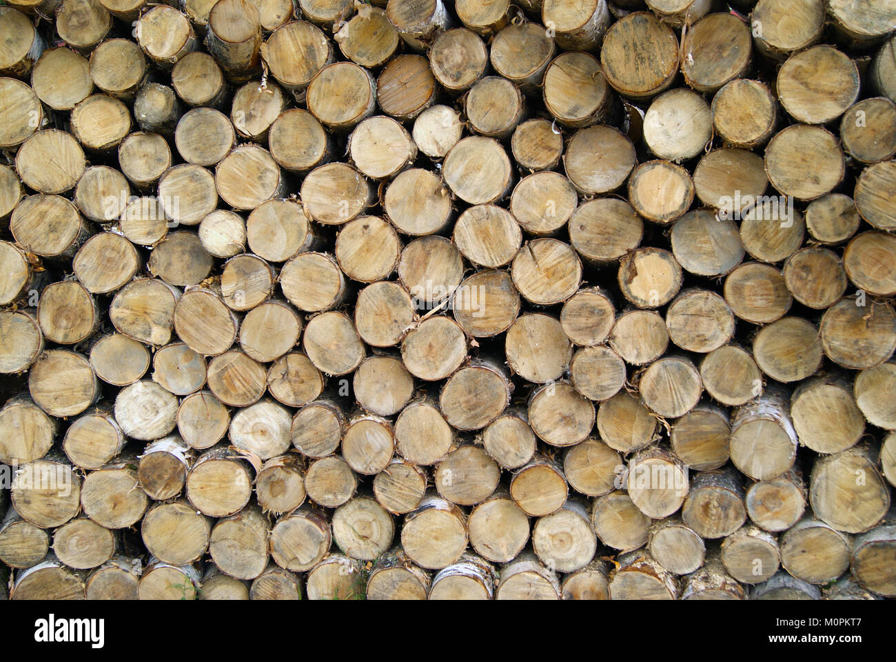 Background The Ends Of Spilled Birch Logs Stacked In A Stack