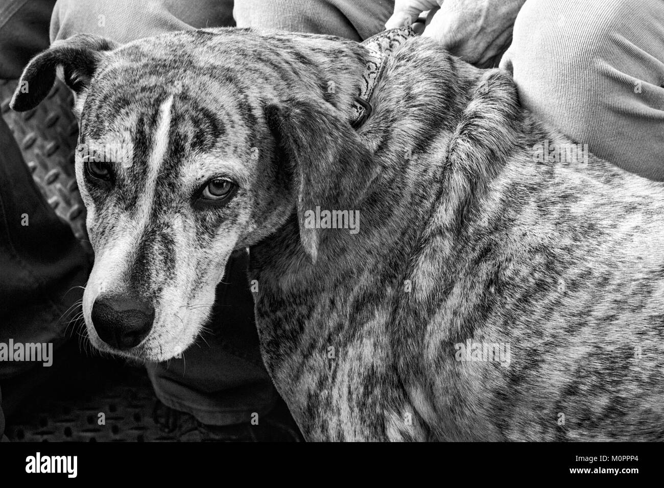Sad eyes dog Black and White Stock Photos & Images - Alamy