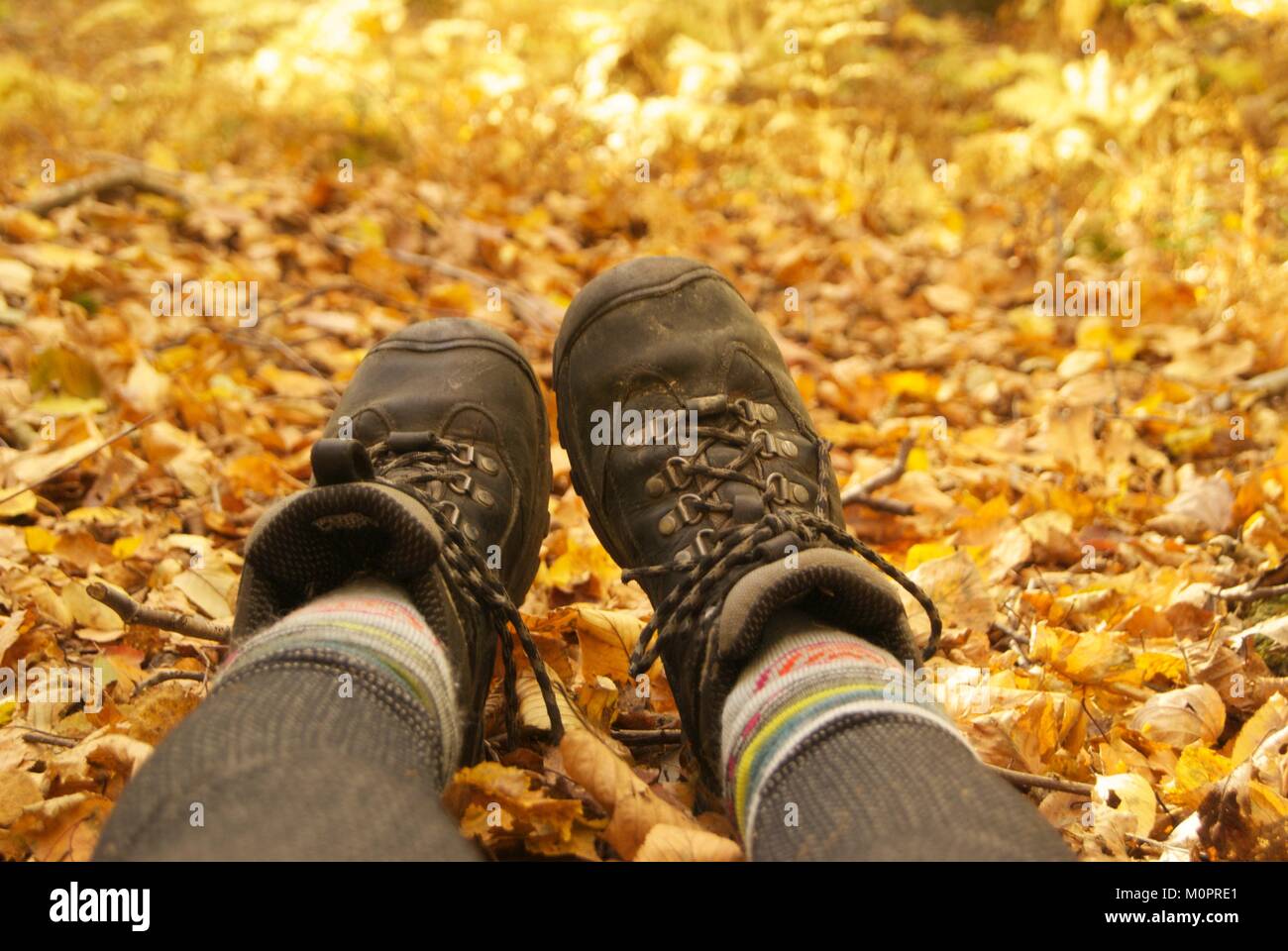 Walking in the forest in Fall : Feet and legs wearing hiking boots with golden fall leaves on the forest floor Stock Photo