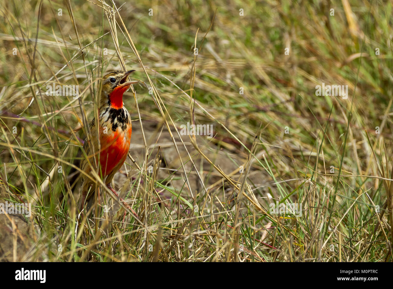 Rosy-breasted Longclaw (Macronyx ameliae) hiding in the grass in Masai Mara National Reserve, Kenya Stock Photo