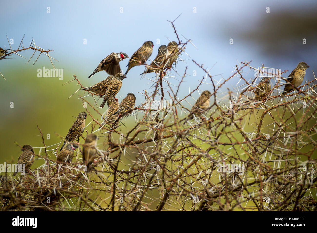 Cut-throat Finch (Amadina fasciata) flock in Samburu National Reserve, Kenya Stock Photo