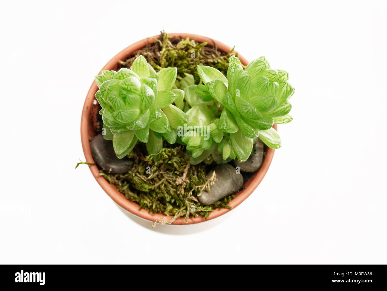 Haworthia transiens, South African native plant, with semi transluscent green leaves and rosette shape. A popular houseplant isolated on white backgro Stock Photo