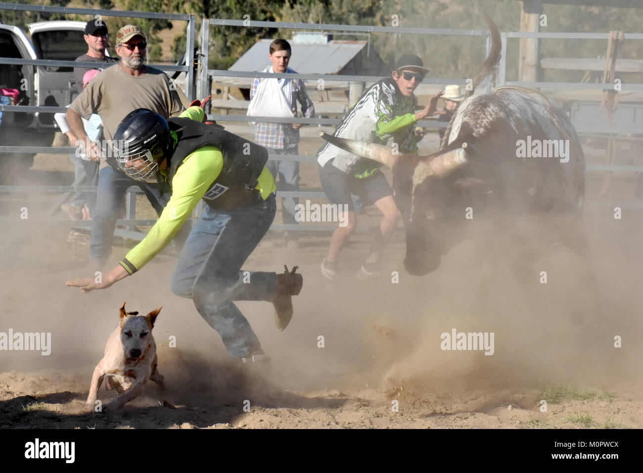 Bucking bull rodeo bulls cowboy cowboys chaps cowboy hats wild hi-res ...