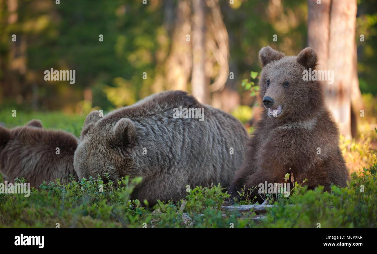 She-Bear and Cubs of Brown bear (Ursus Arctos Arctos) in the summer ...