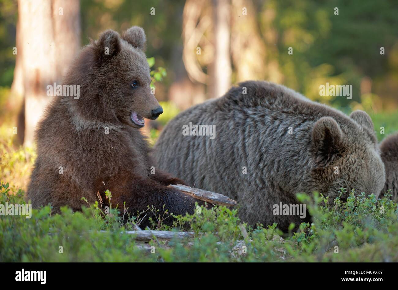 She-Bear and Cubs of Brown bear (Ursus Arctos Arctos) in the summer ...
