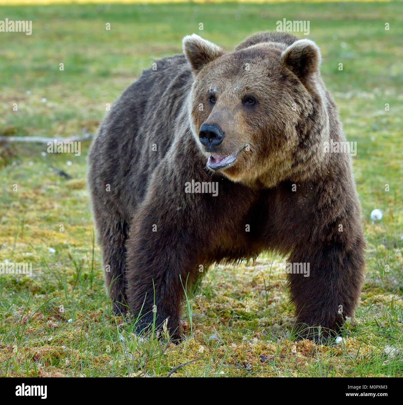 Wild Brown bear (ursus Arctos) in the summer forest Stock Photo - Alamy