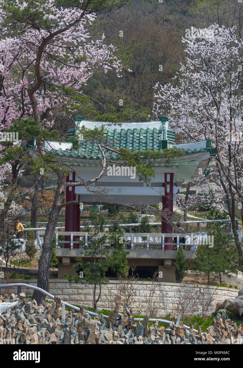 Pavillon in a Moran park with cherry blossoms, Pyongan Province