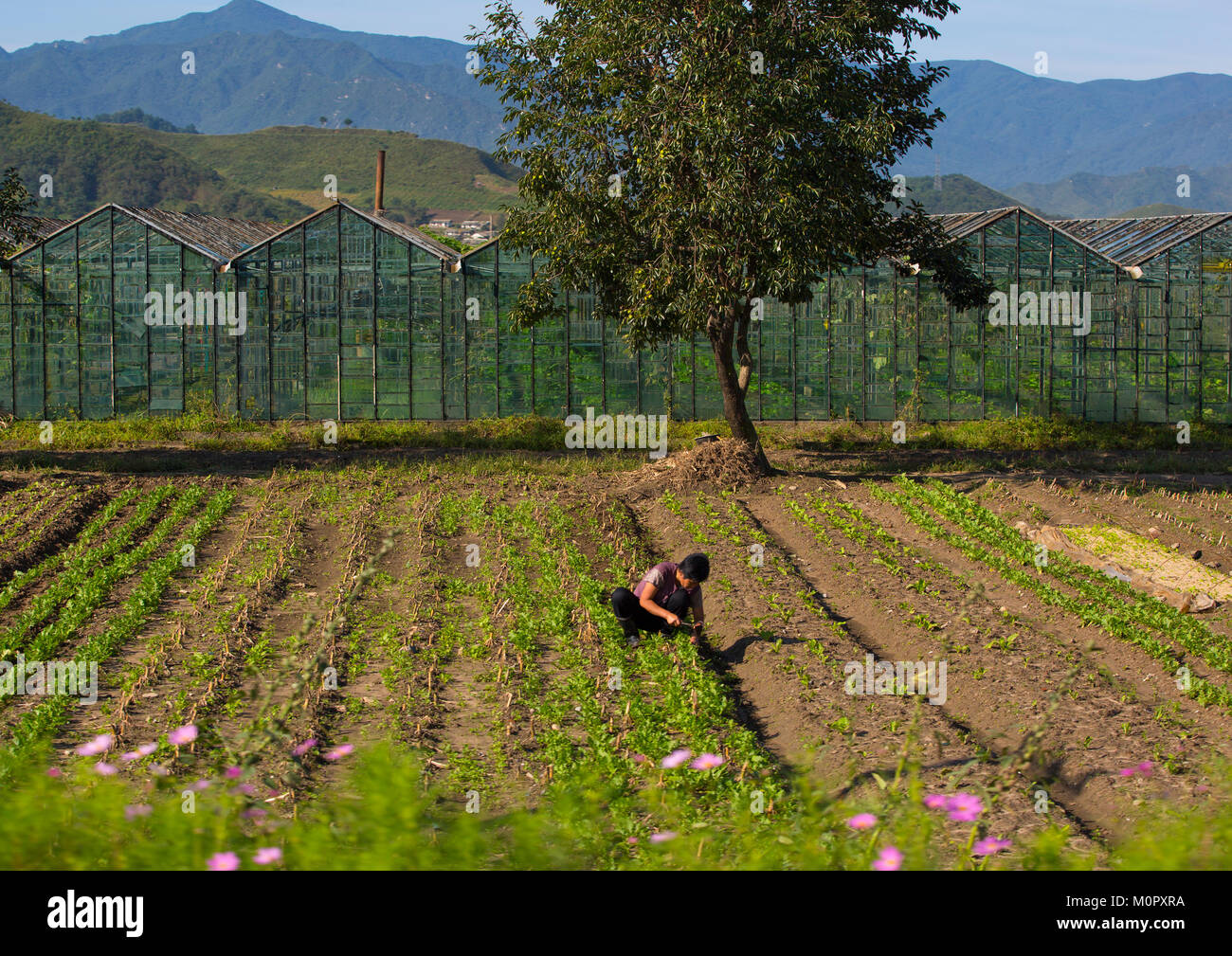 Korean Rural Man North Korean man working in a field in the agriculture university ...