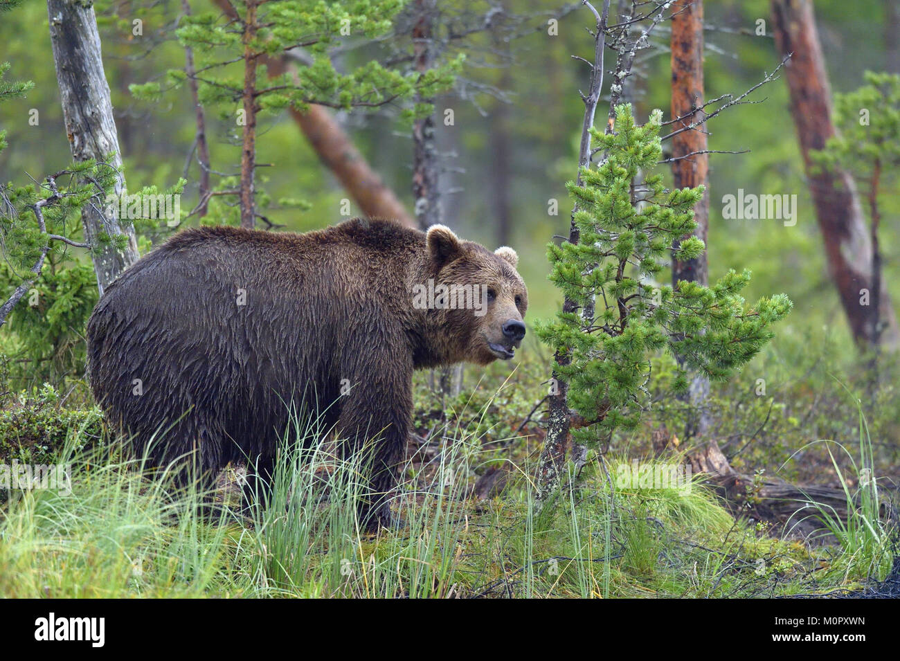 Wild Brown bear (ursus Arctos) in the summer forest Stock Photo - Alamy
