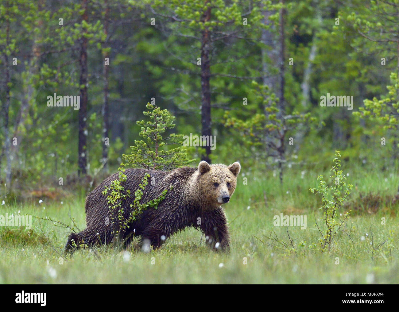 Wild Brown bear (ursus Arctos) in the summer forest Stock Photo - Alamy