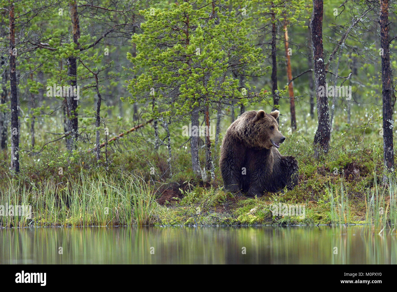 Wild Brown bear (ursus Arctos) in the summer forest Stock Photo - Alamy