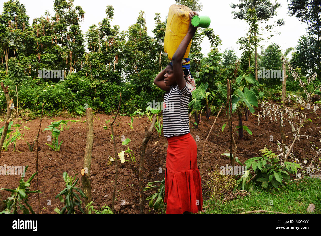 Congolese women carrying water for a long distance back to their village. Stock Photo