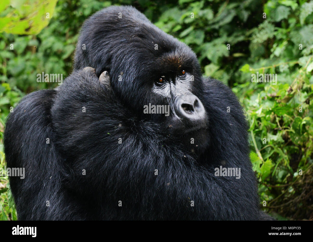 Virungas hires stock photography and images Alamy