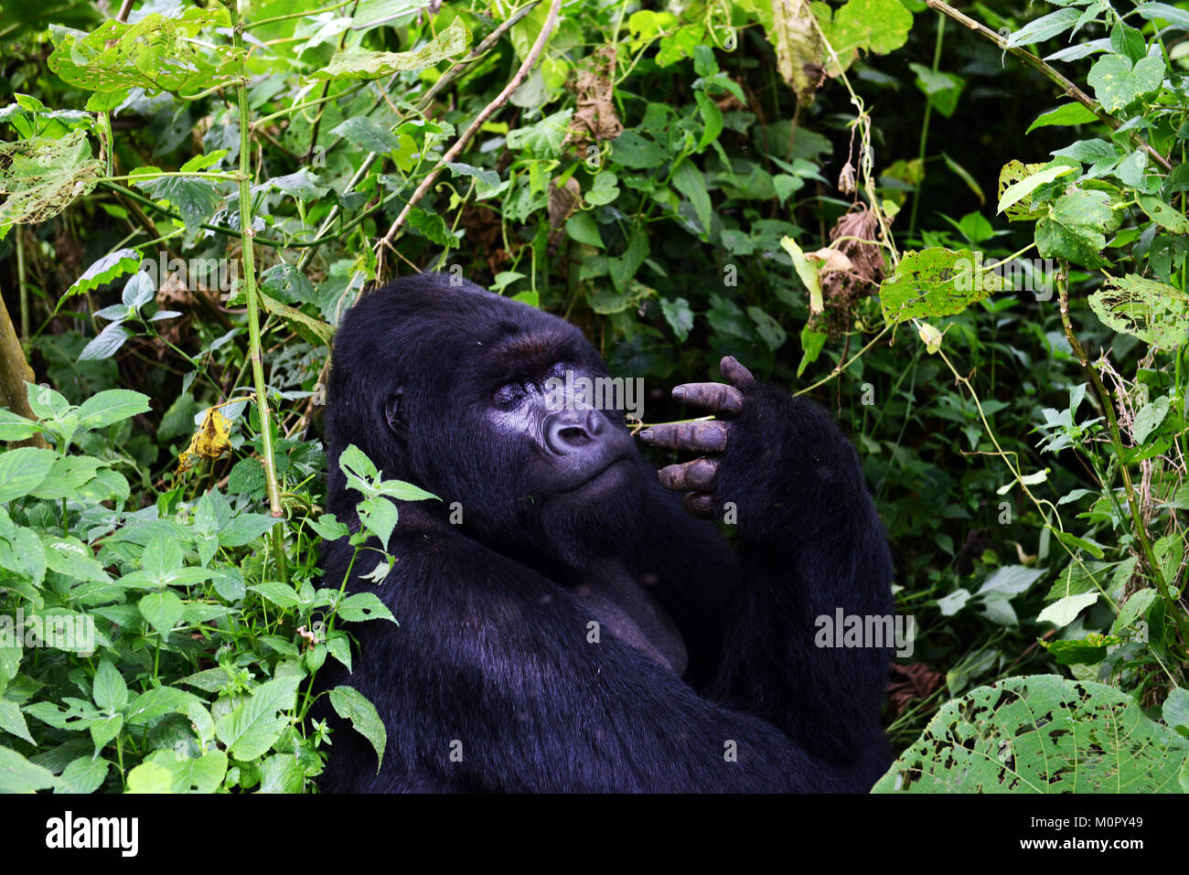 A Mountain Gorilla in Virunga national park, Eastern Congo. Stock Photo