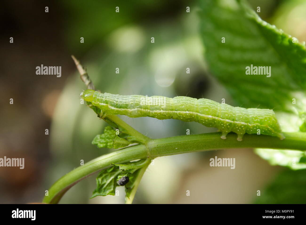 Cabbage White Butterfly Caterpillar Stock Photo Alamy