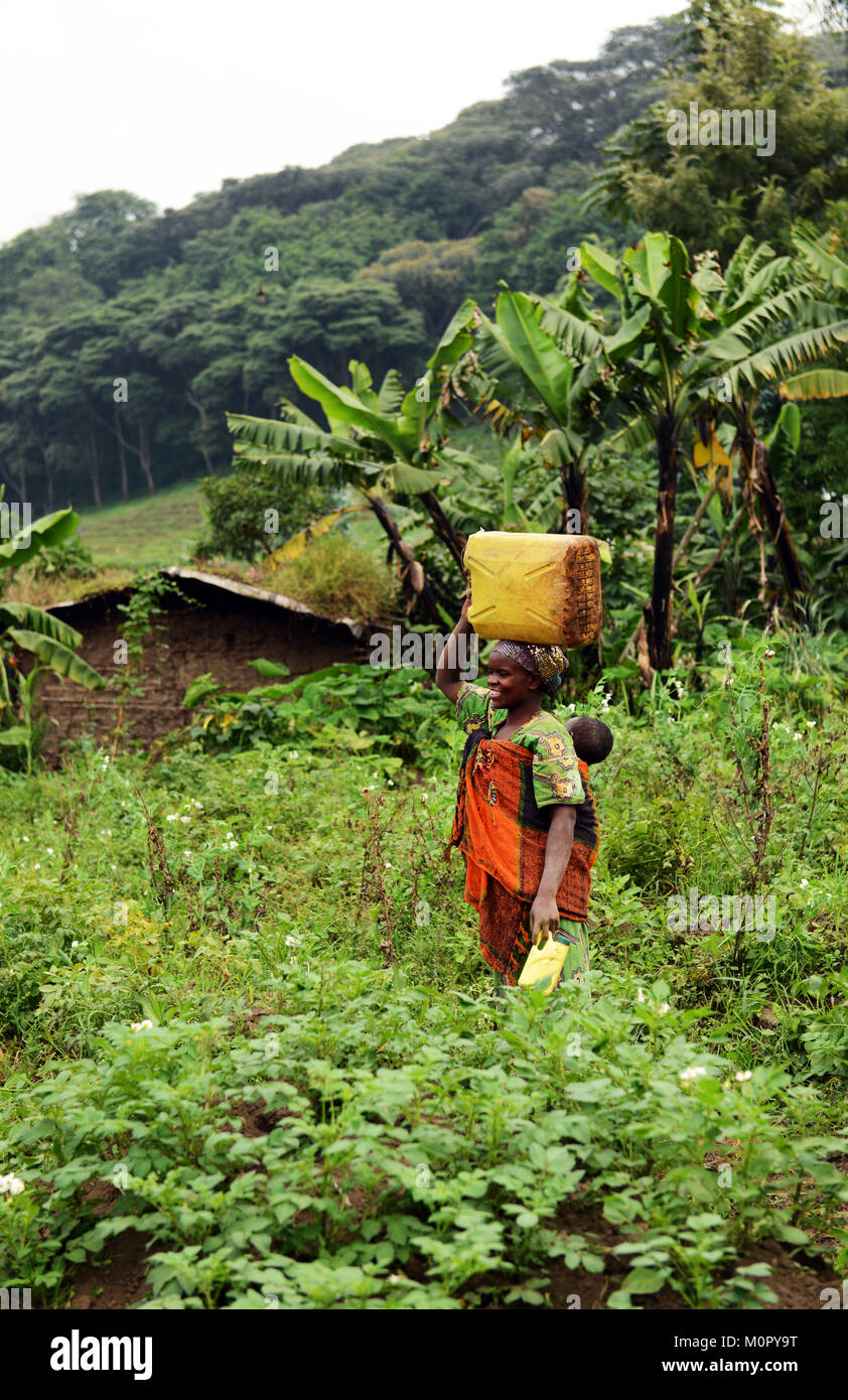 Congolese women carrying water for a long distance back to their village. Stock Photo