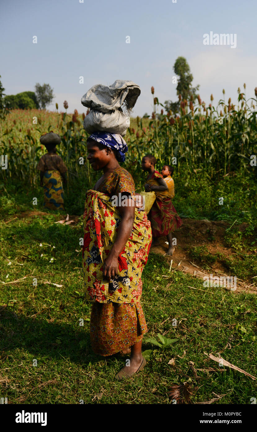 Congolese women carrying goods for a long distance back to their village. Stock Photo