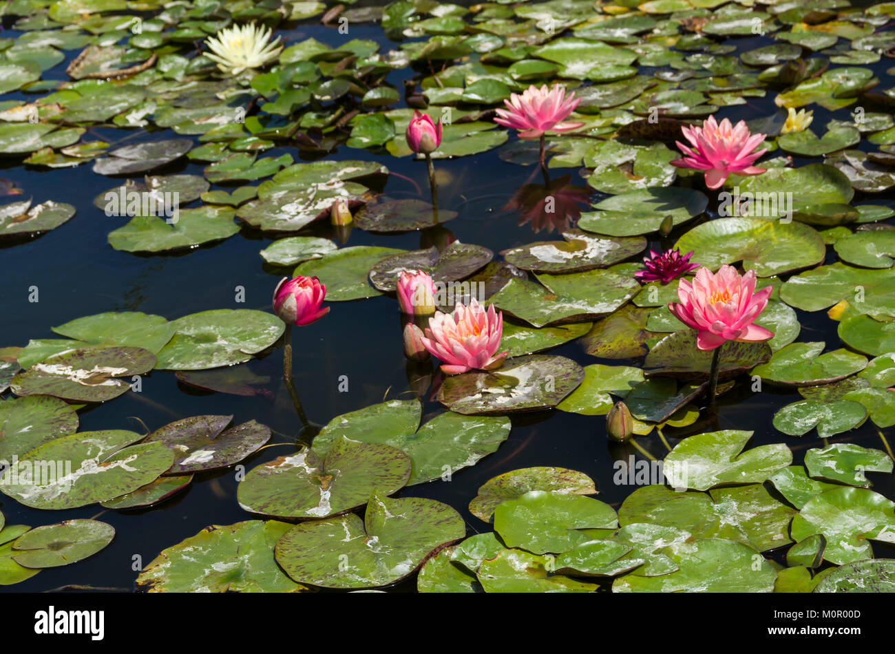 Water lily blooms and lily pads on a calm pond. Stock Photo