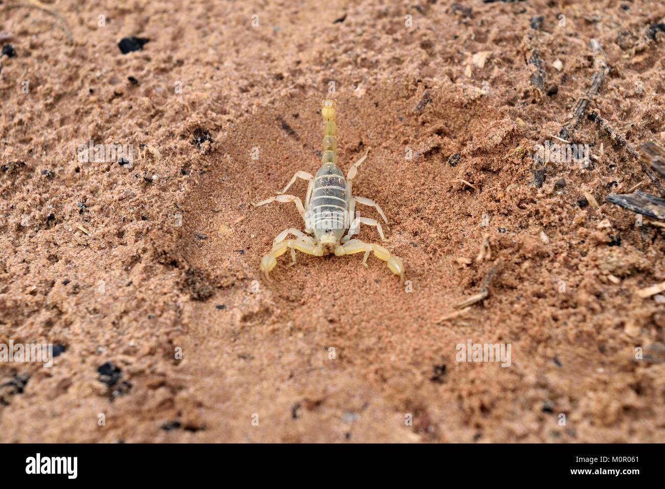 Arizona Bark Scorpion in the Utah Desert Sand Stock Photo