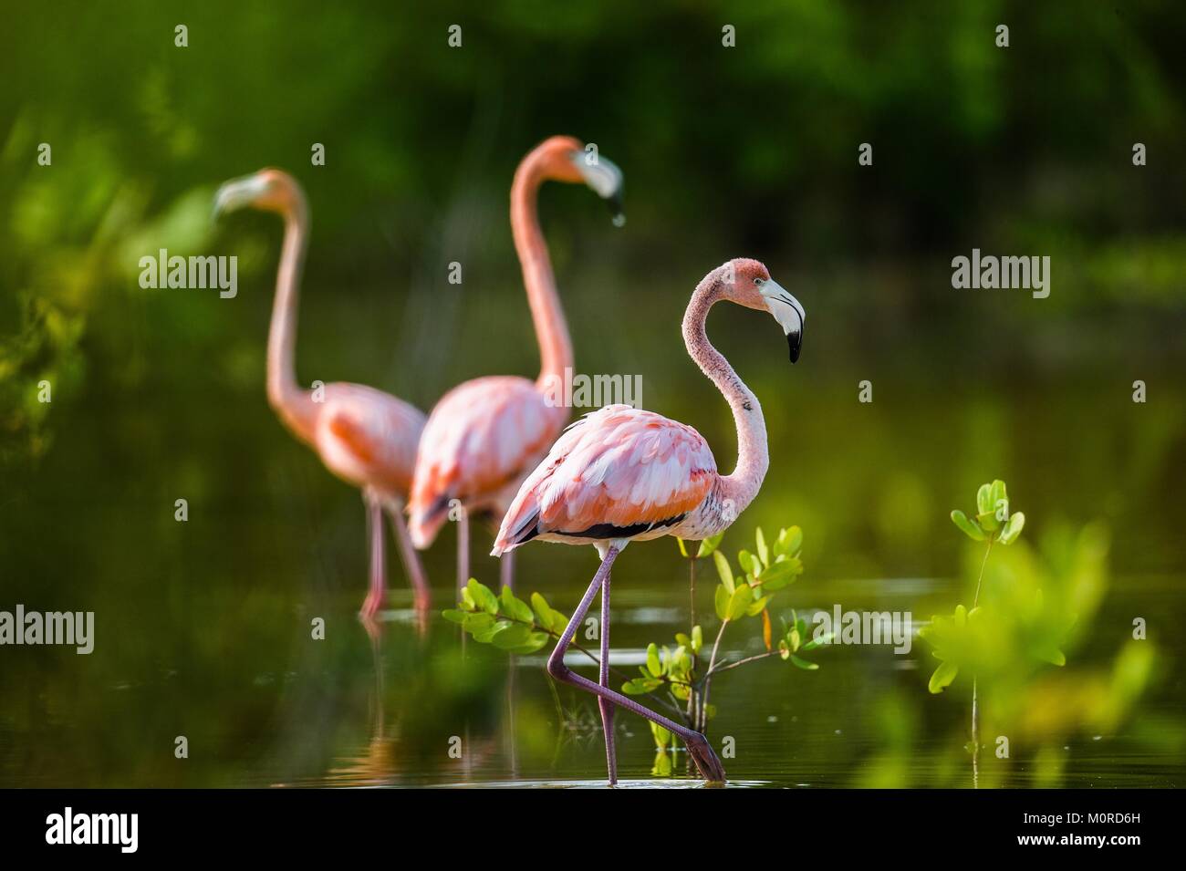 Mating dance Caribbean flamingos ( Phoenicopterus ruber ruber ) on pond in Cuba. Stock Photo