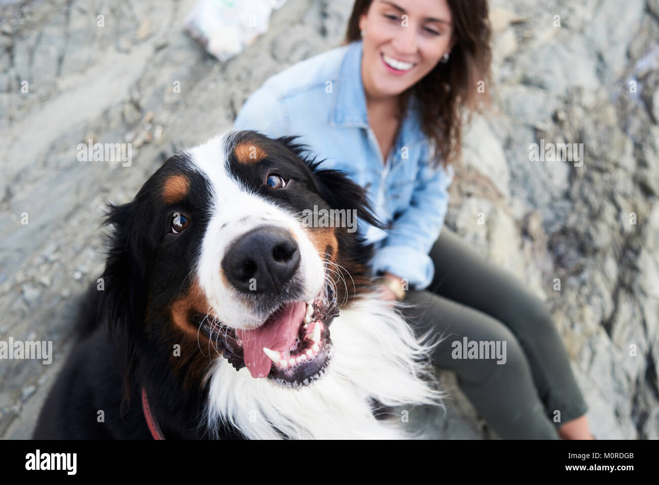 Happy bernese mountain dog looking at camera. His owner smiles next to him. Stock Photo