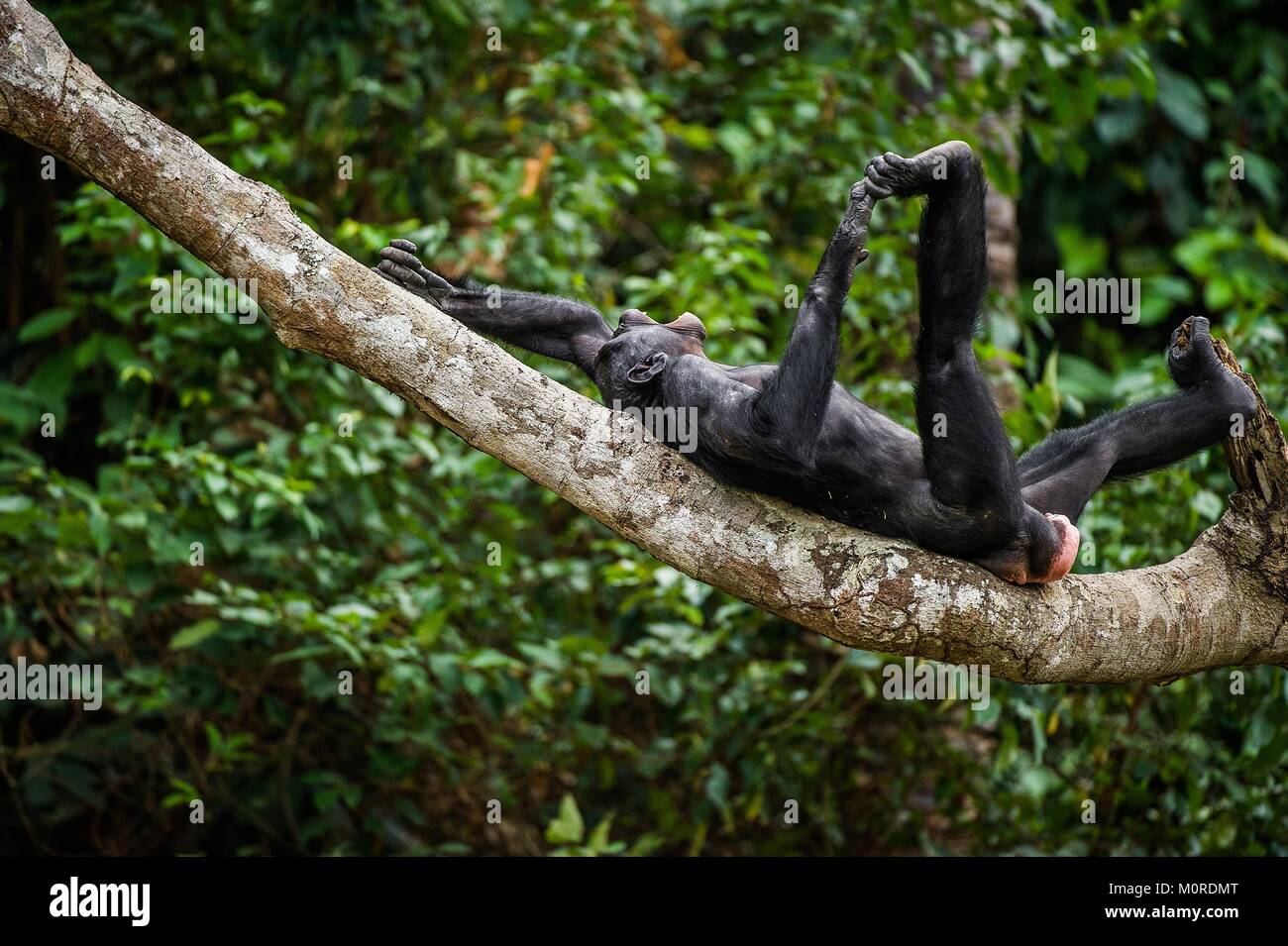 The laughing Bonobo (Pan Paniscus) on a tree branch. Democratic Republic of Congo. Africa Stock Photo