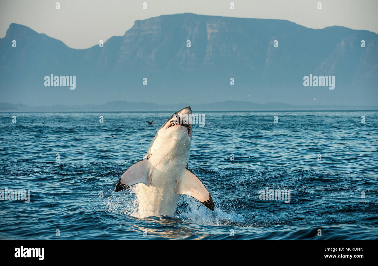 Great White Shark (Carcharodon carcharias) breaching in an attack on seal and swallowed a seal. Hunting of a Great White Shark (Carcharodon carcharias Stock Photo