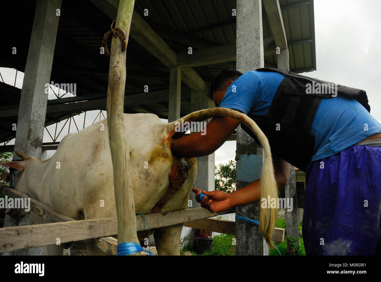 Indonesia. 23rd Jan, 2018. The extension officer from the livestock