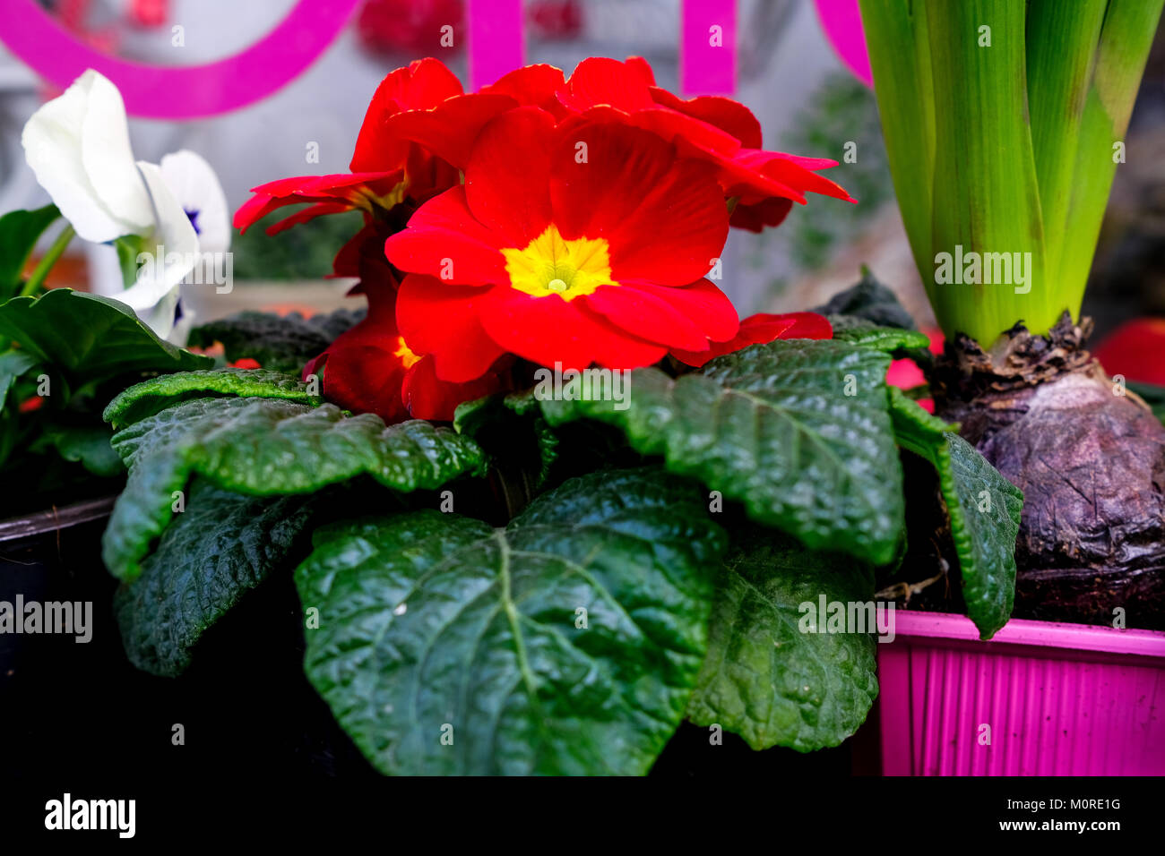 pansy flowers in a shop Stock Photo