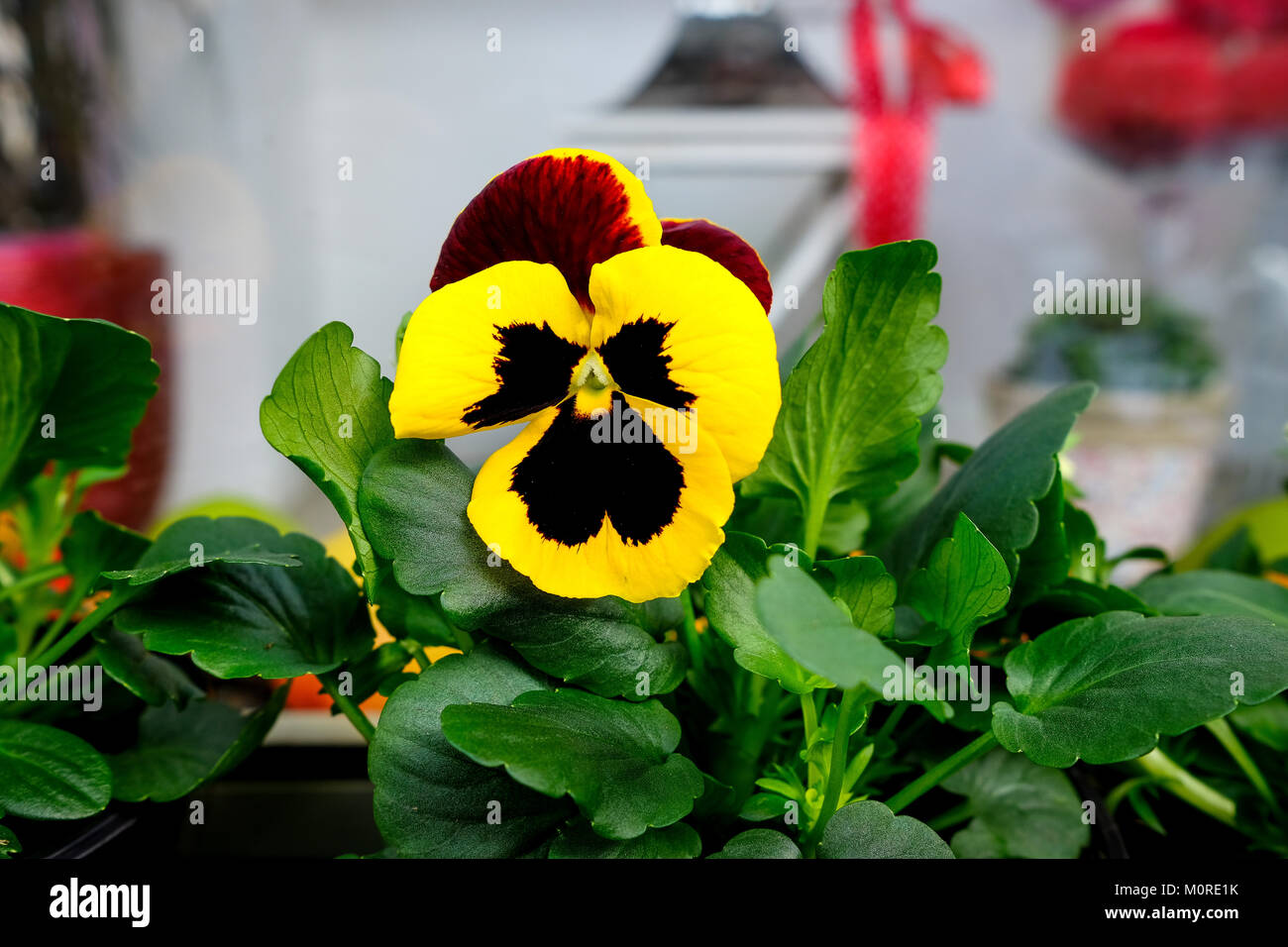 pansy flowers in a shop Stock Photo
