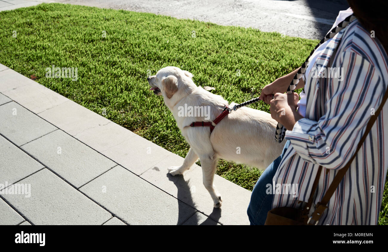 Young girl and Golden dog going for a walk in the street, holding strap tight. Stock Photo