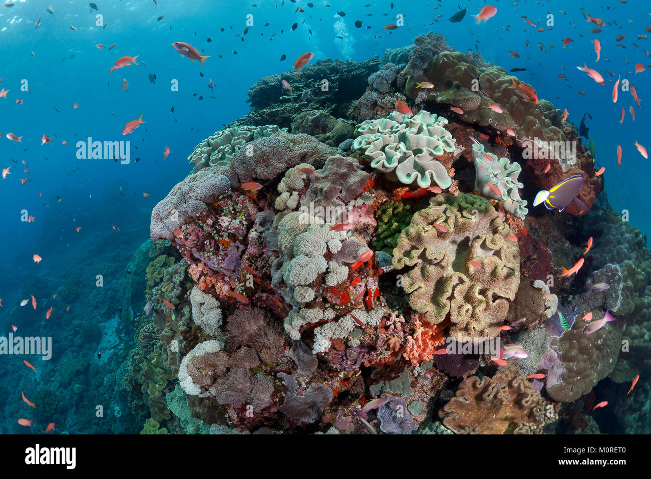 Indonesia, Bali, Nusa Lembonga, Nusa Penida, leathery corals, Sarcophyton sp., and swallowtail seaperches, Pseudanthias sp. Stock Photo