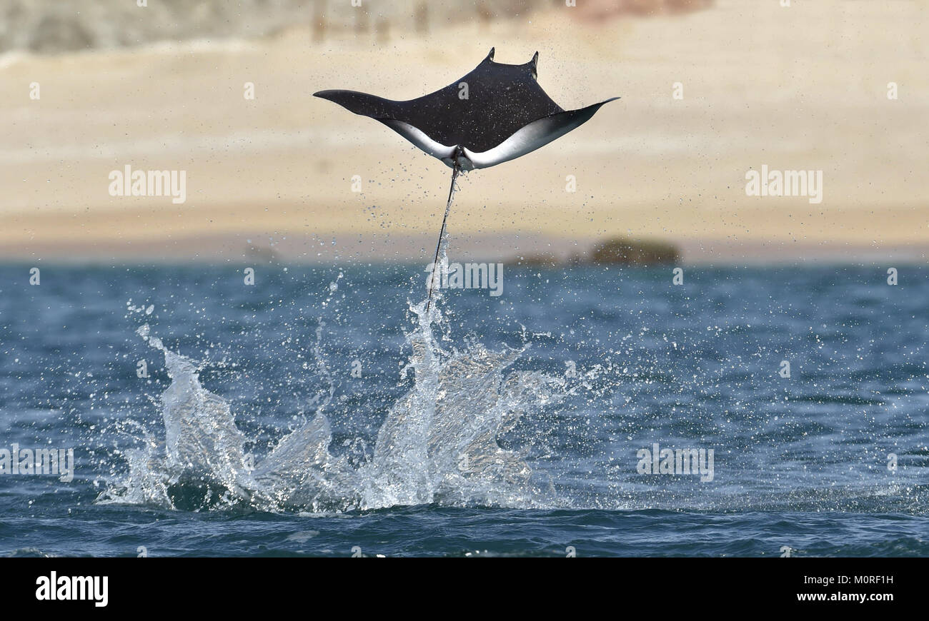 Mobula ray jumping out of the water. Mobula munkiana, known as the manta de monk, Munk's devil ray, pygmy devil ray, smoothtail mobula, is a species o Stock Photo
