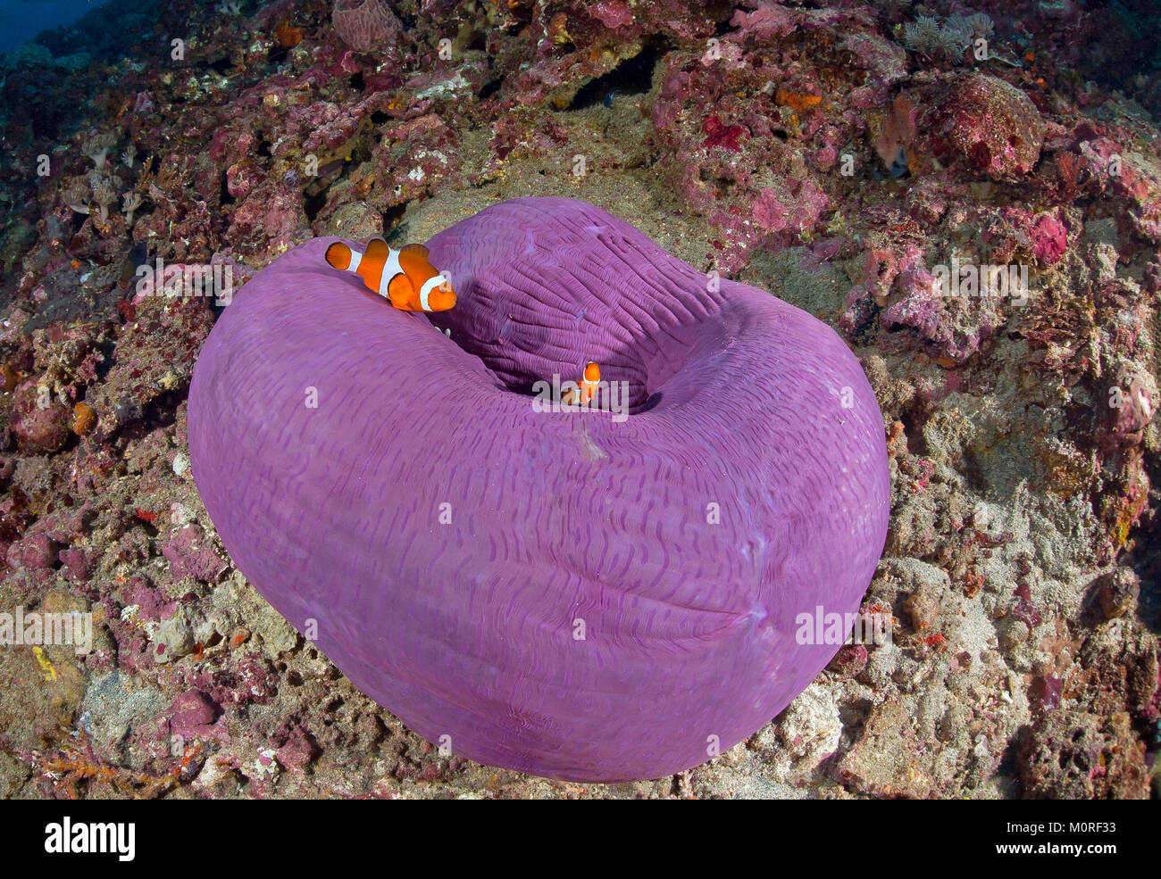 Indonesia, Bali, Nusa Lembonga, Nusa Penida, False percula clownfishes, Amphiprion ocellaris, and magnificent sea anemone, Stock Photo