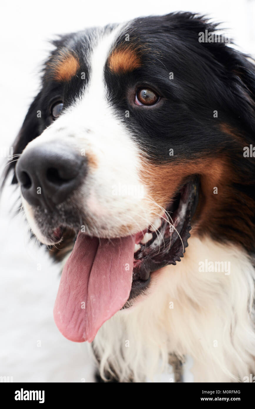Portrait of a beautiful bernese mountain dog showing his tongue. Stock Photo