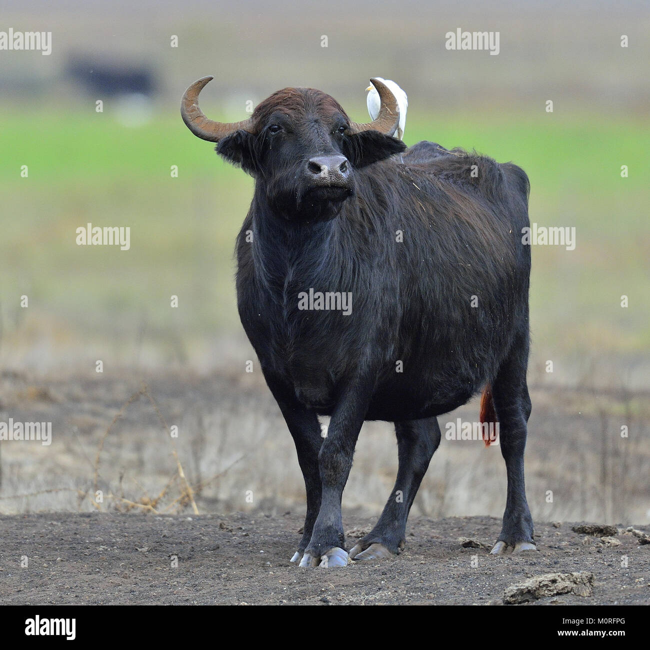 Wild asian buffalo hi-res stock photography and images - Alamy
