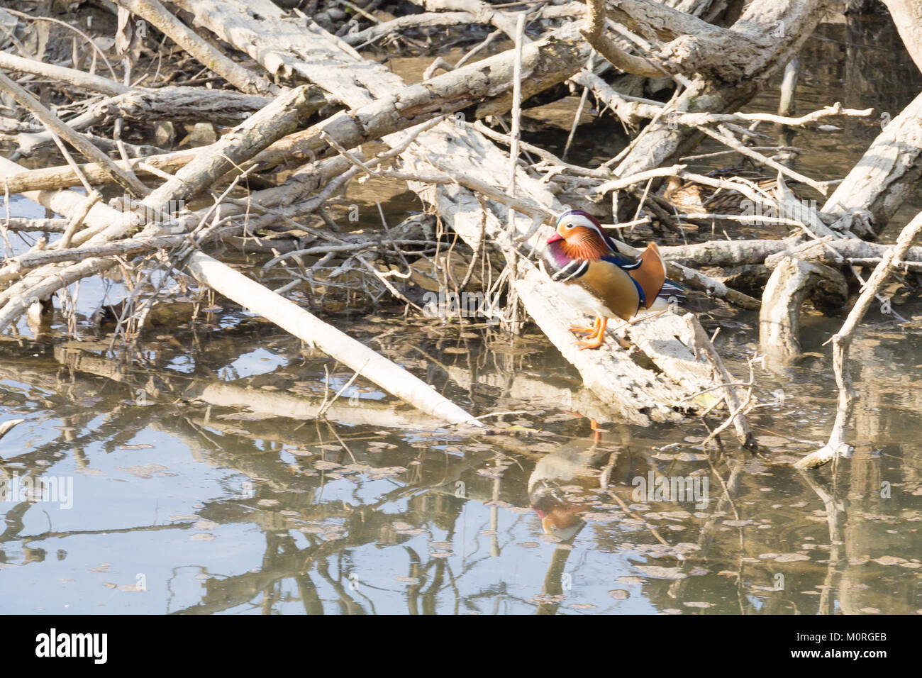 Mandarin duck close up from Sile river natural park. Italian wildlife ...