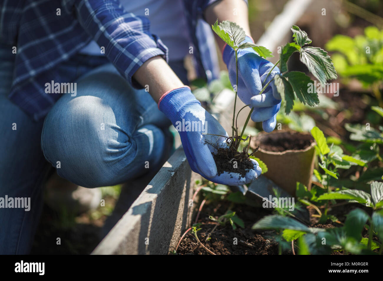 Young strawberry plant hi-res stock photography and images - Alamy