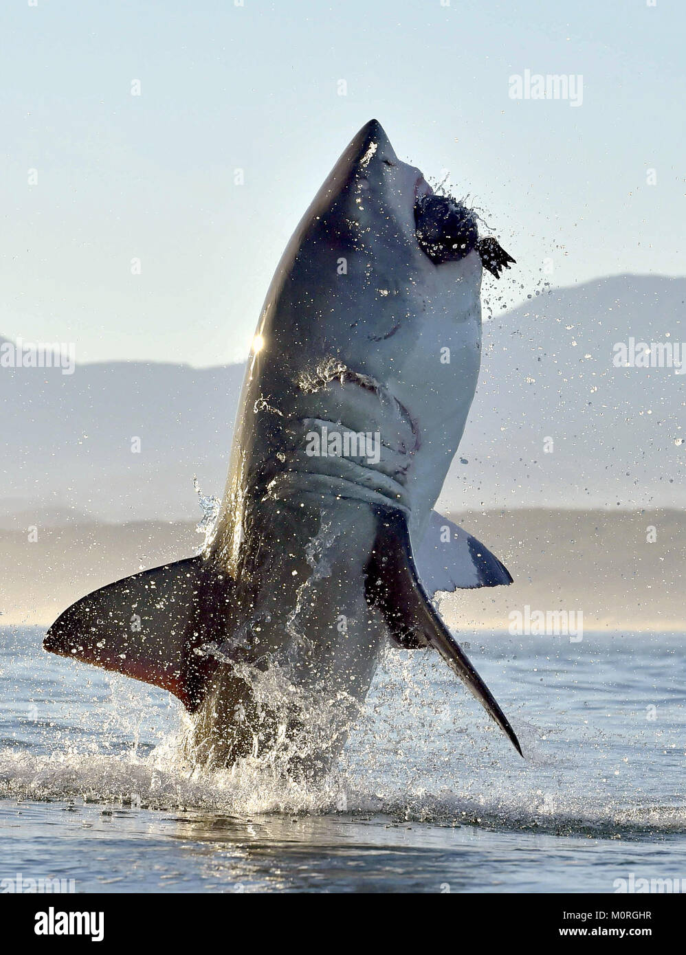 Great White Shark (Carcharodon carcharias) breaching in an attack. Hunting of a Great White Shark (Carcharodon carcharias). South Africa Stock Photo