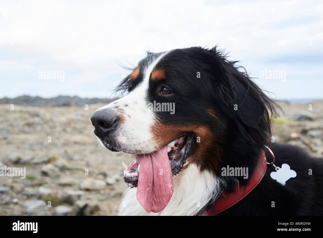 Portrait of a cute bernese mountain dog showing tongue outdoors. Stock Photo