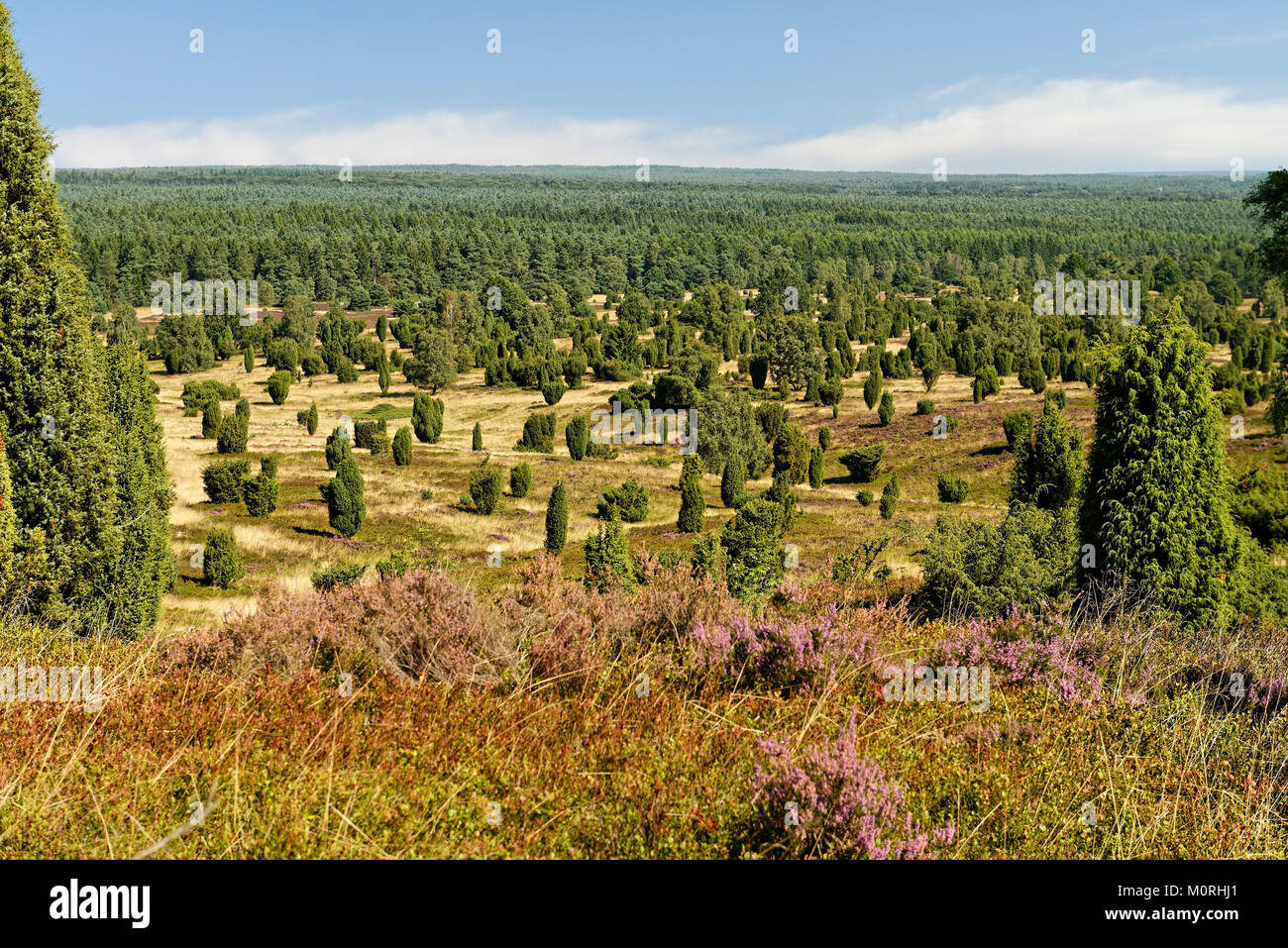 vom Bolterberg (160 m) bei Wilsede Ã¼ber die Heide, LÃ¼neburger Heide, Niedersachsen, Deutschland Stock Photo