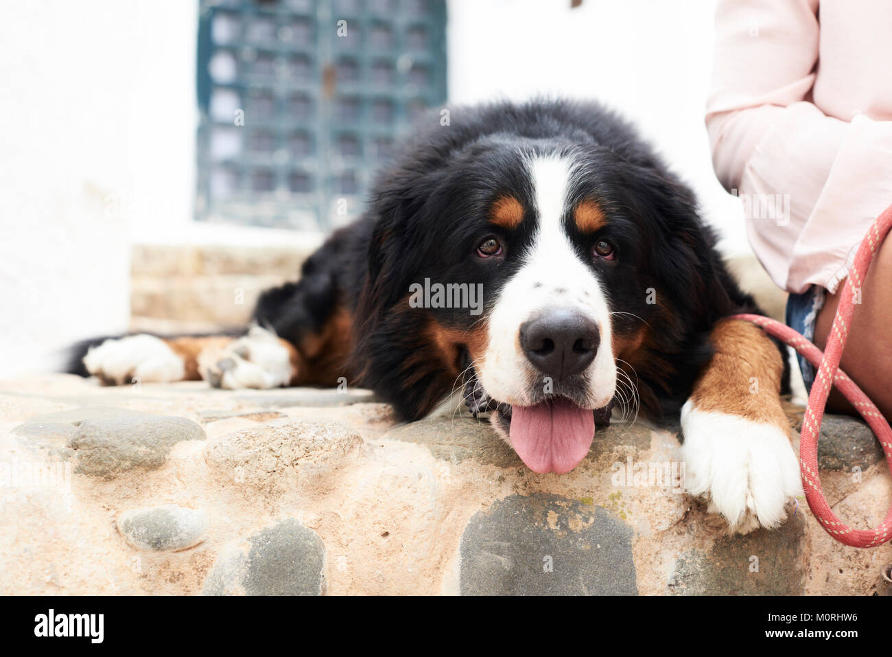 Pretty portrait of a bernese mountain dog lying on the ground with a tired faced. Stock Photo