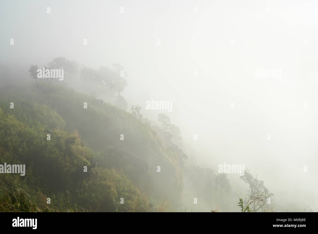 Foggy mystic view of the forest in the mountains. Stock Photo