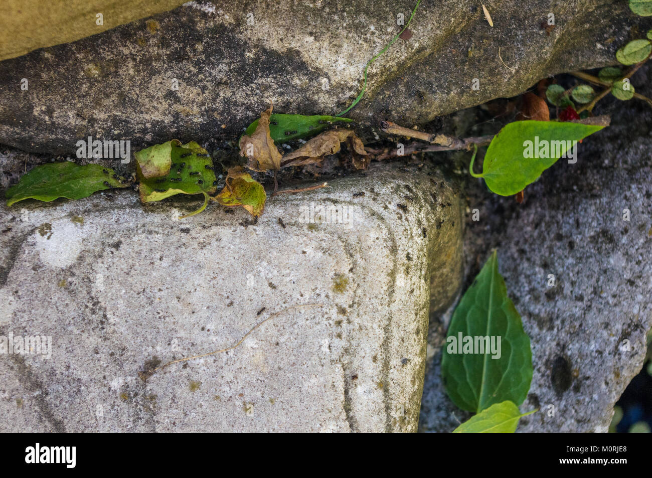Vines Inbetween Rocks green curly vine between the boulders, close-up Stock Photo - Alamy