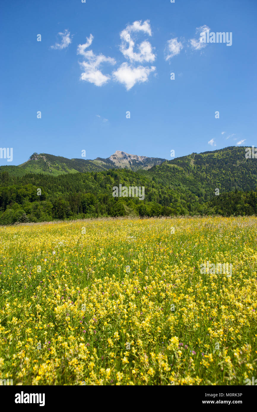 Austria, Salzburg State, Salzkammergut, St. Gilgen, Aich, Schafberg, flower meadow Stock Photo