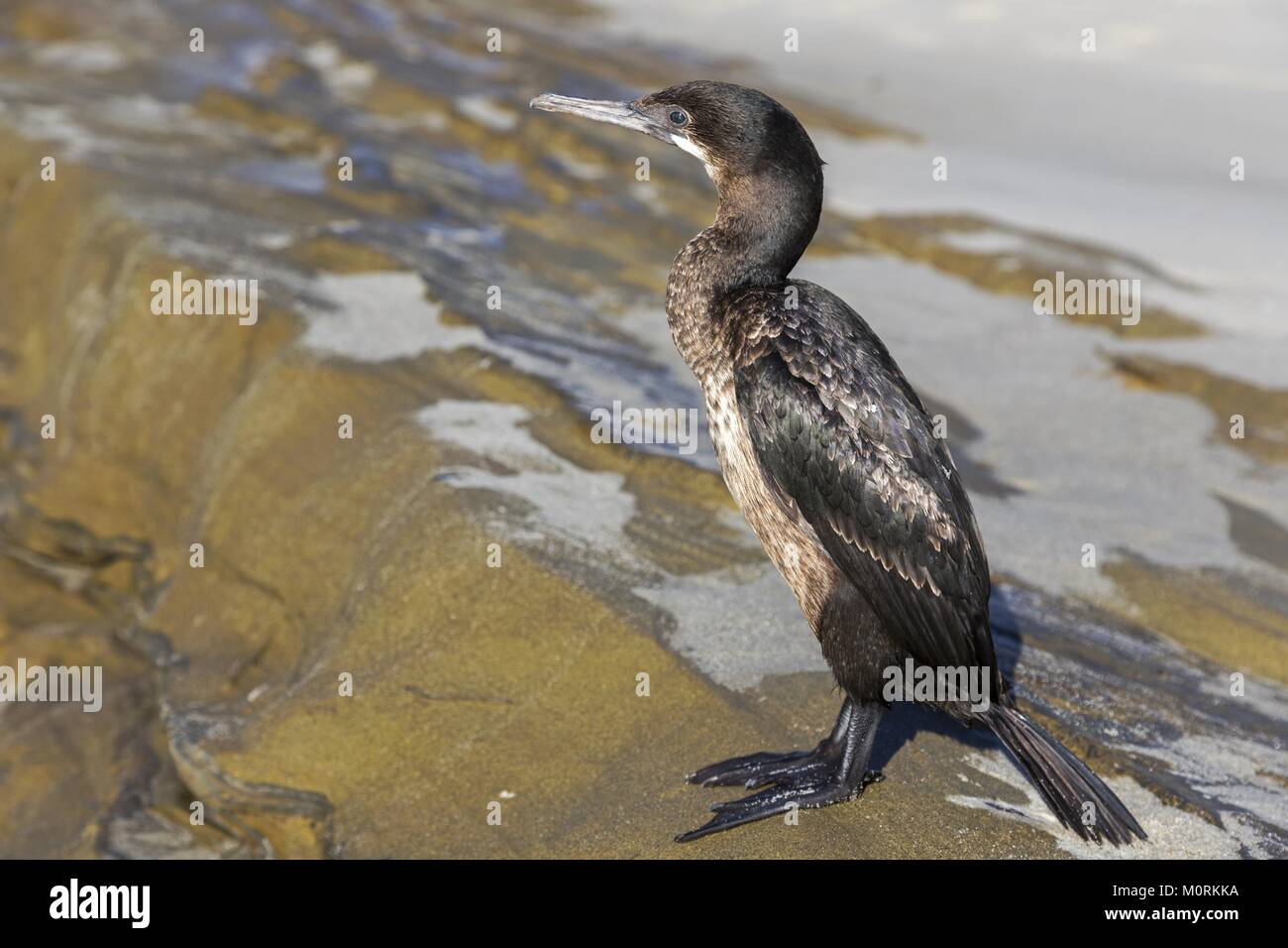 Brandt’s Cormorant (Phalacrocorax penicillatus) Bird Watching during ...