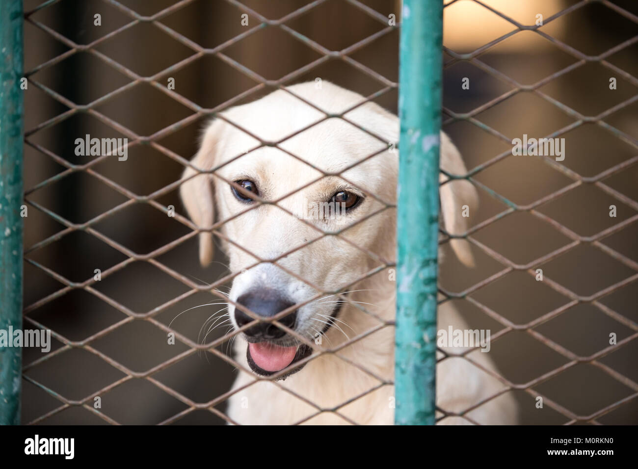 Dog in a metal cage at a stray dog center. Dubai, UAE Stock Photo Alamy