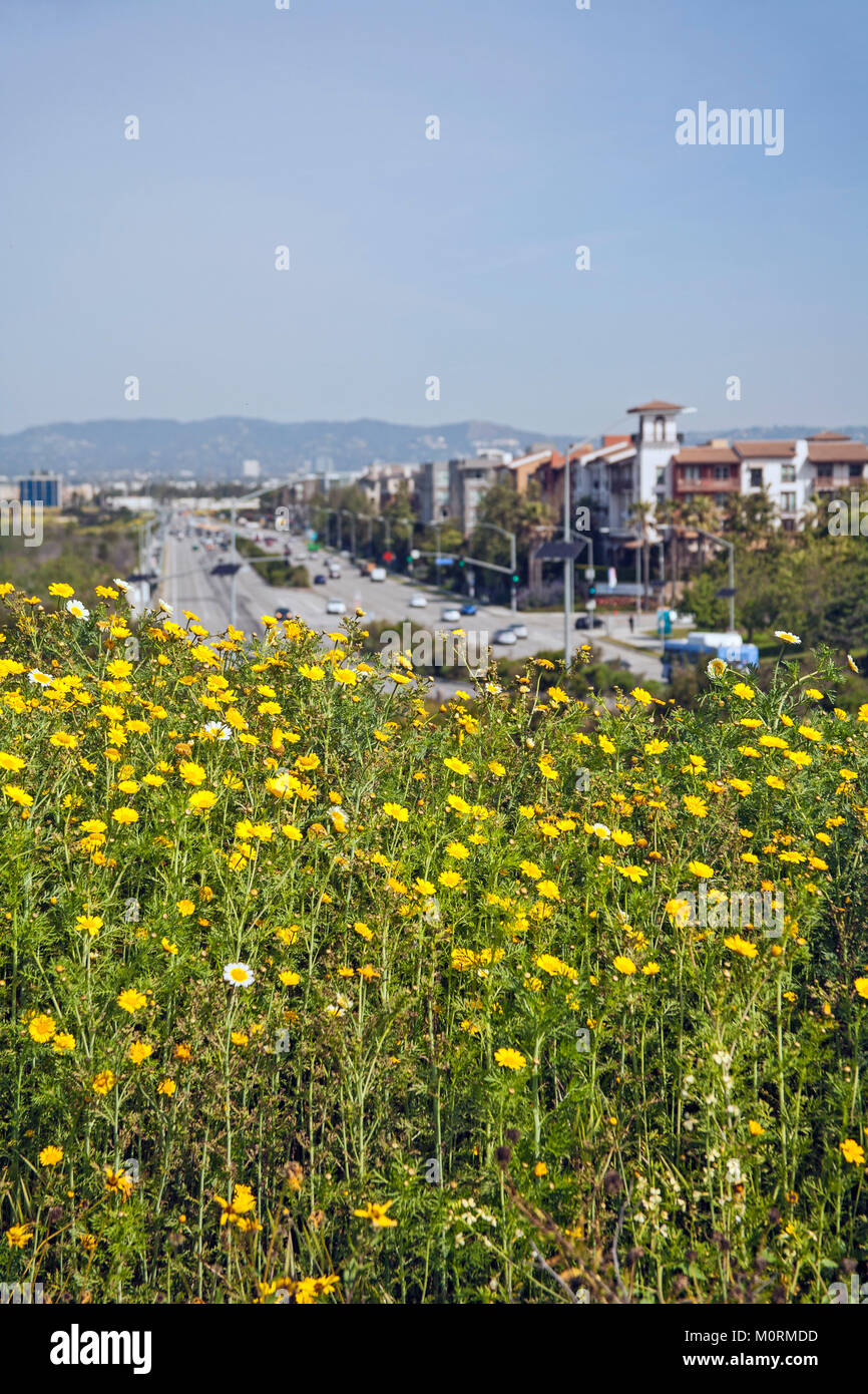 Ballona Wetlands and Playa Vista development, Los Angeles, California